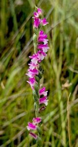 The most special find on the day - the spiral orchid.(RC)