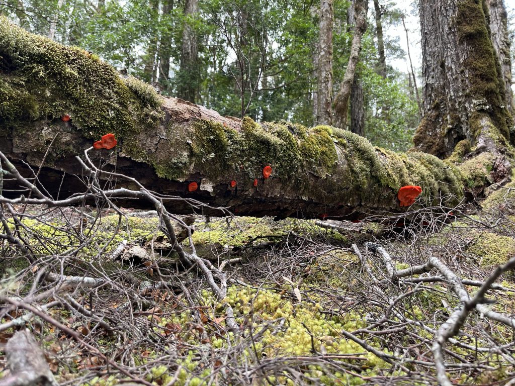 Aurantiporus pulcherrimus, Mt Victoria (LR)