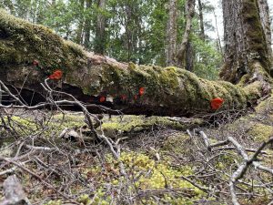 Aurantiporus pulcherrimus, Mt Victoria (LR)