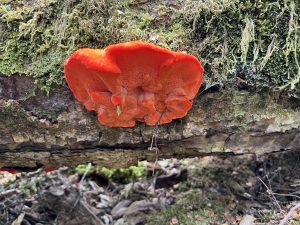 Aurantiporus pulcherrimus, Mt Victoria (LR)