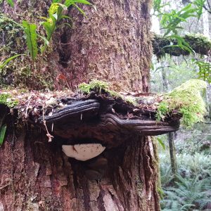 Ganoderma australe, East Diddleum (PR)