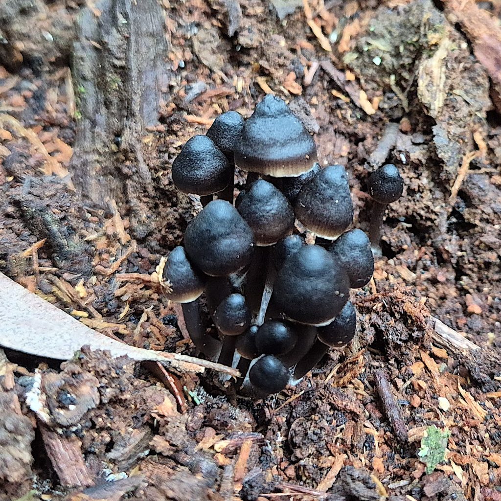 Black fungi (RC)