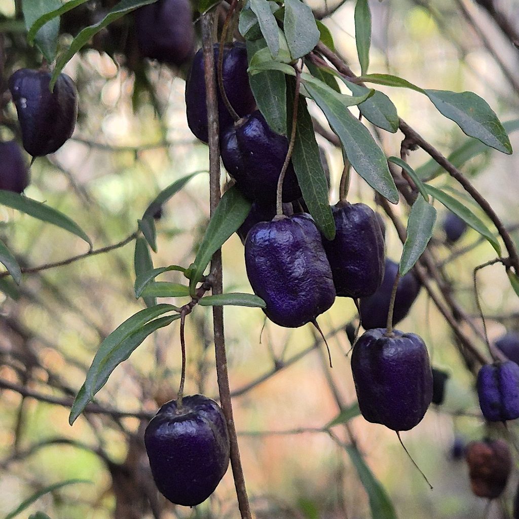 Climbing blueberry - Billardiera longiflora (RC)