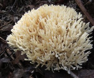 Ramaria sp. (AS)