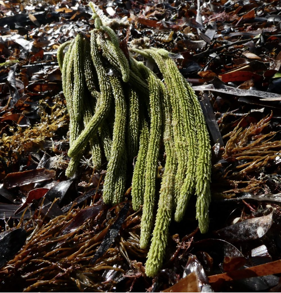 Caulerpa brownii (LB)