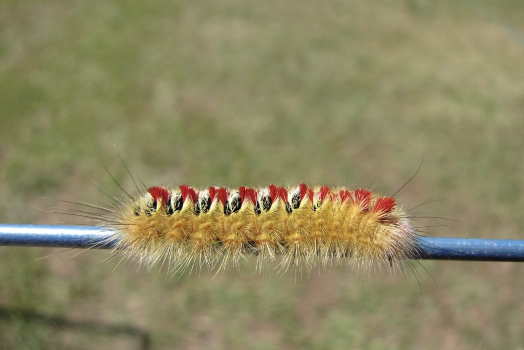 Sparshals moth (LB)