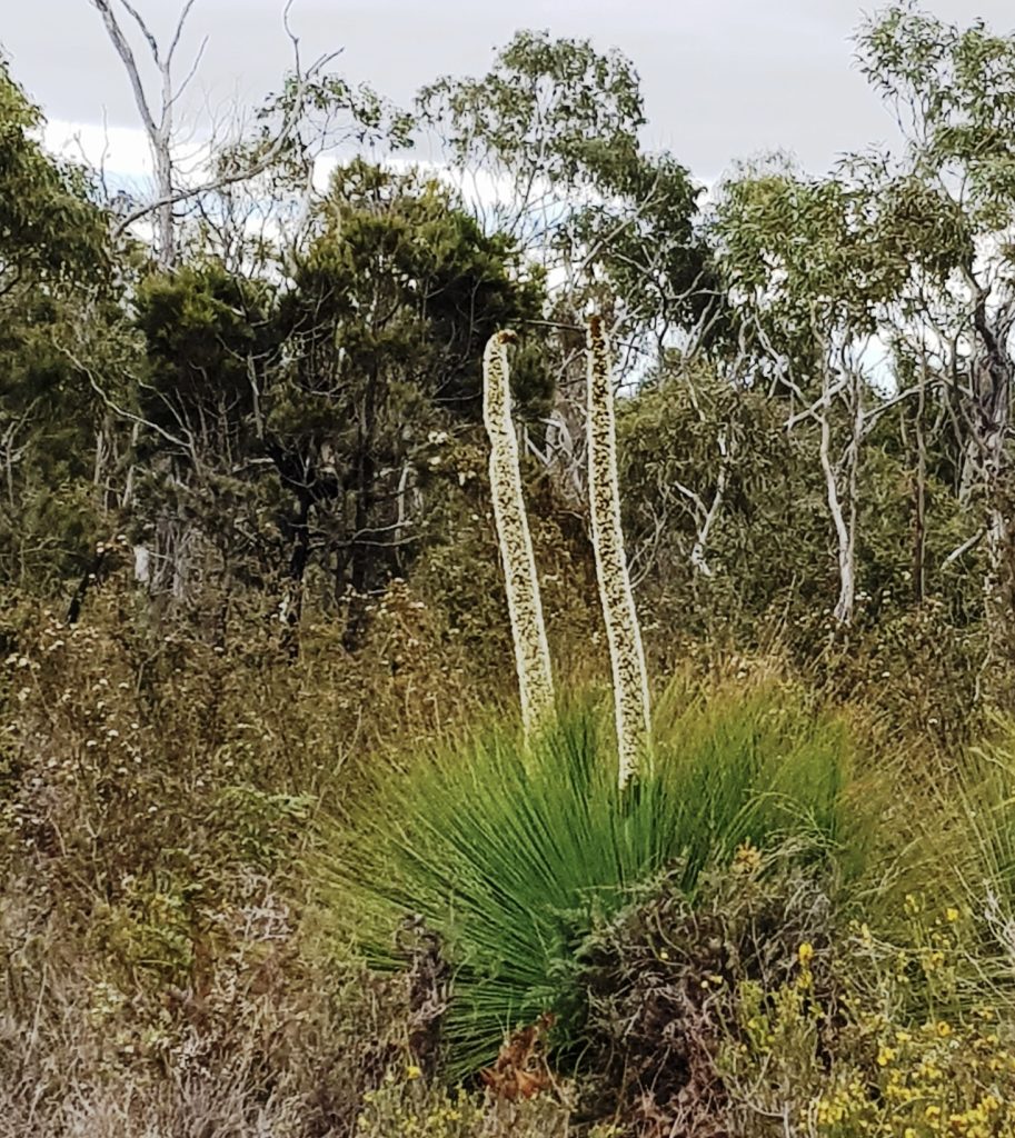 Xanthorrhoea