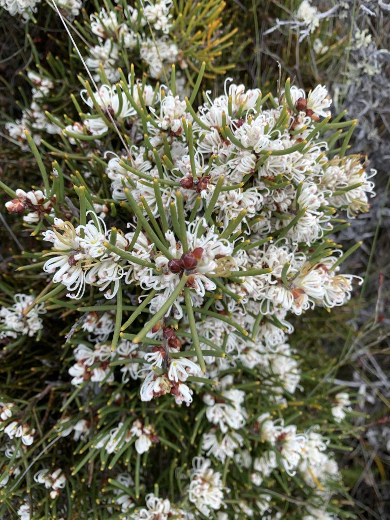 Hakea, Cape Portland (PR)