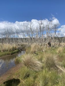 Field Nat collects the mosquito fish (Gambusia affines) at Native Point (PR)