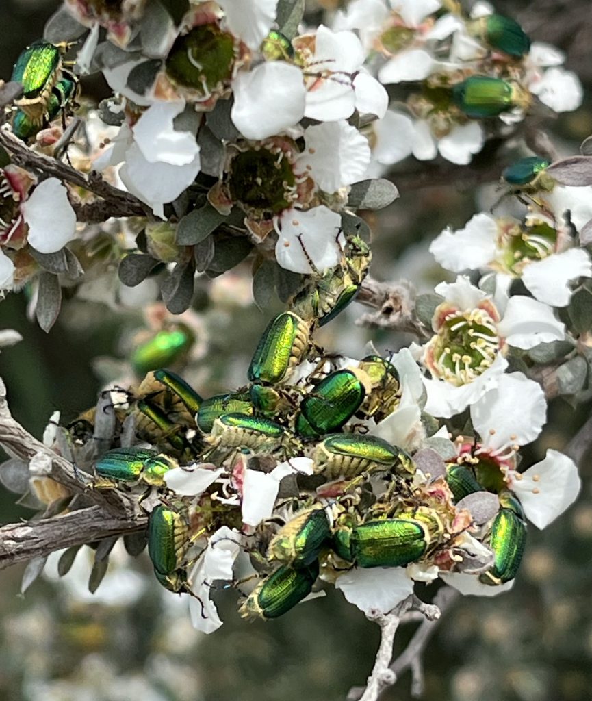 Crusader beetle (LR)