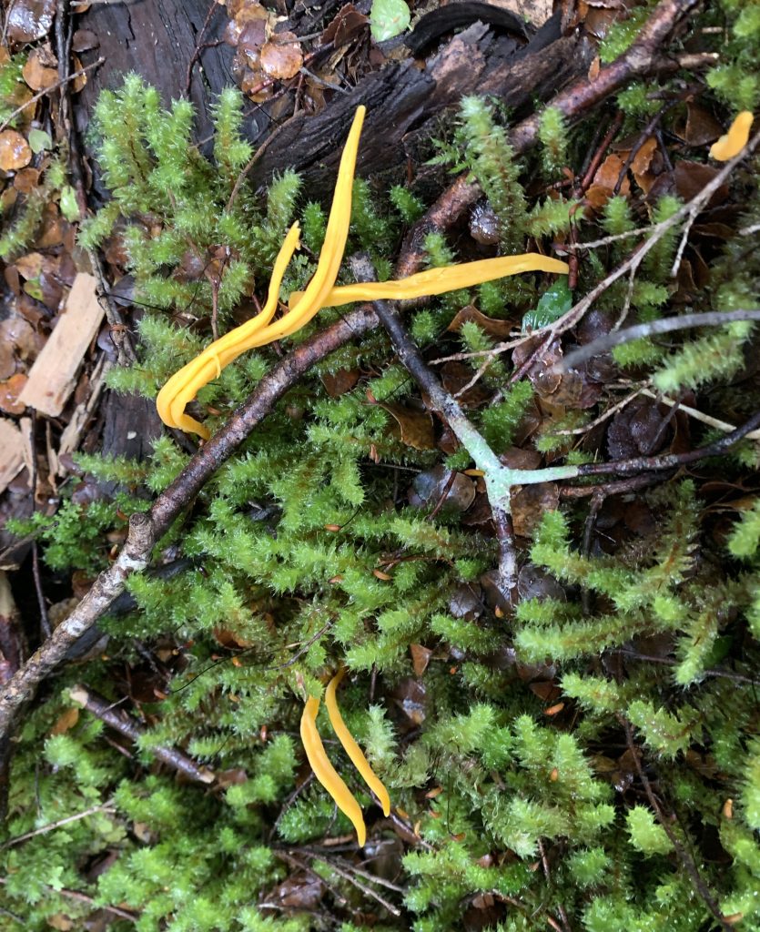 Clavulinopsis amoebae seen at Diddleum (PR)