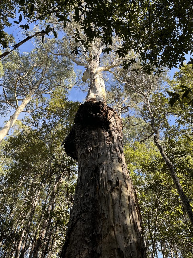Eucalyptus viminalis (LR)