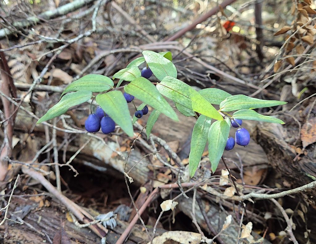 Native Solomon's Seal - Drymophila cyanocarpa (RC)