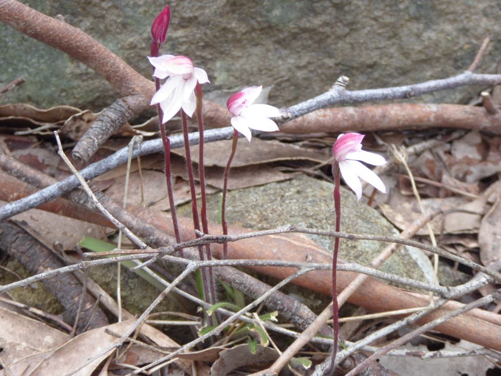 Caladenia alpina on Mt Barrow (PR)