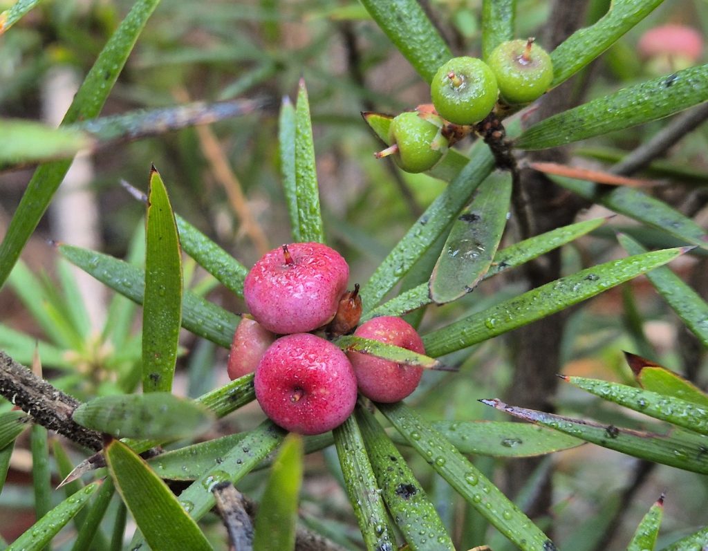 Pink Mountain Berry - Leptecophylla parvifolia (RC)