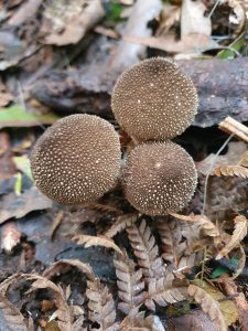 Lycoperdon perlatum (VL)