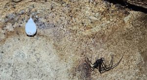 Cave spider and babies (Hickmania troglodytes) and egg sac (FF)