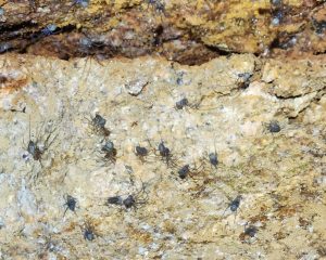Hoards of young cave spiders (FF)