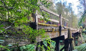 Old Crystal Creek Bridge (FF)