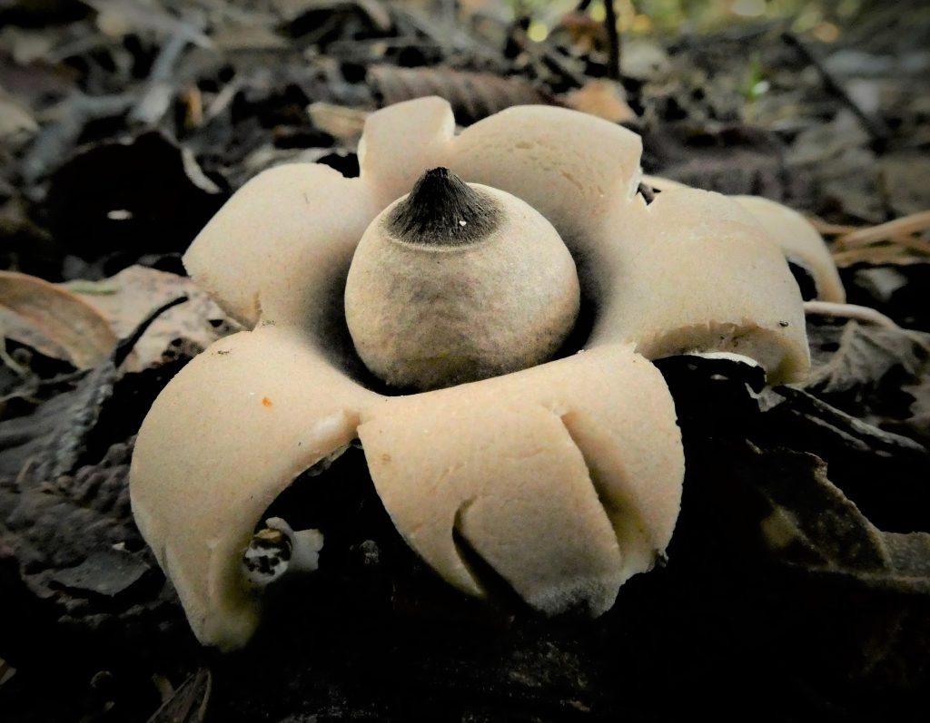 Geastrum triplex (earth star) (LB)