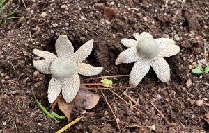 Geastrum triplex (earth stars) (LR)