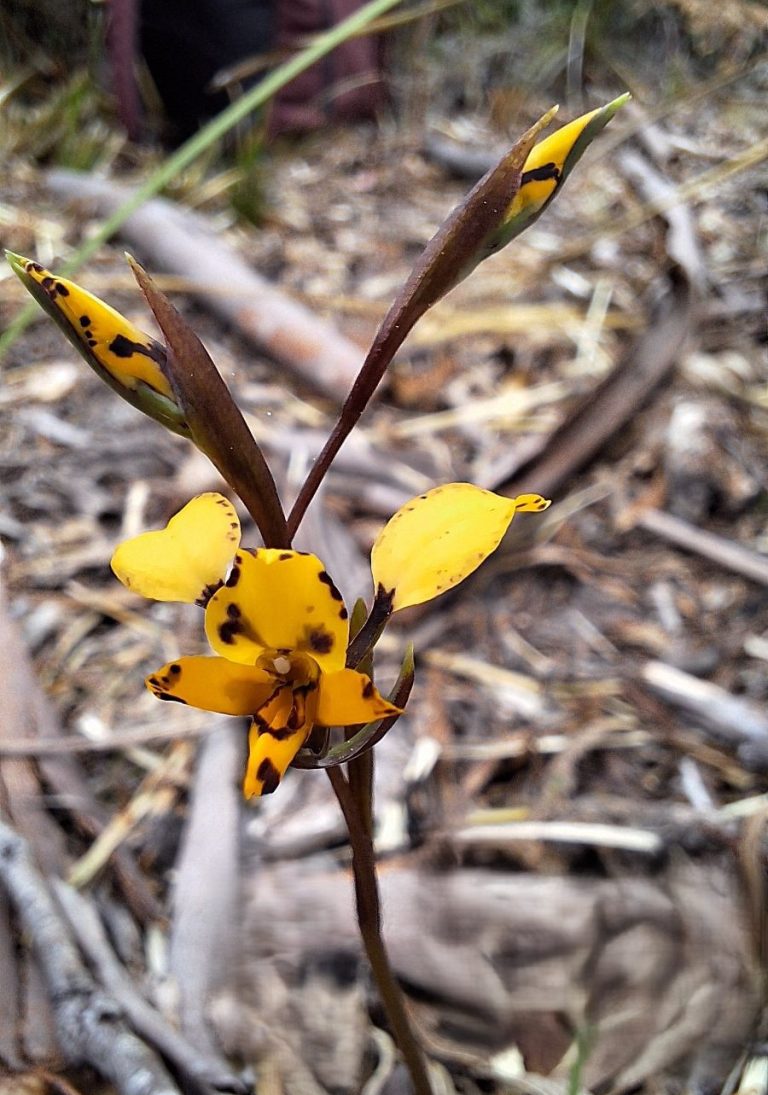 Diuris pardina? (CB)