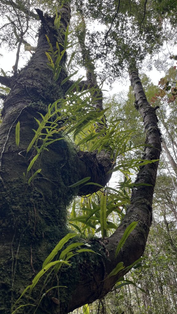 Microsorum pustulatum (LR)