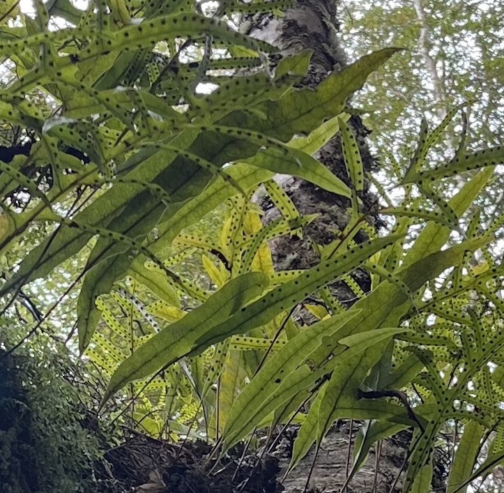 Microsorum pustulatum detail (LR)