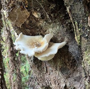 Omphalotus nidiformis (LR)