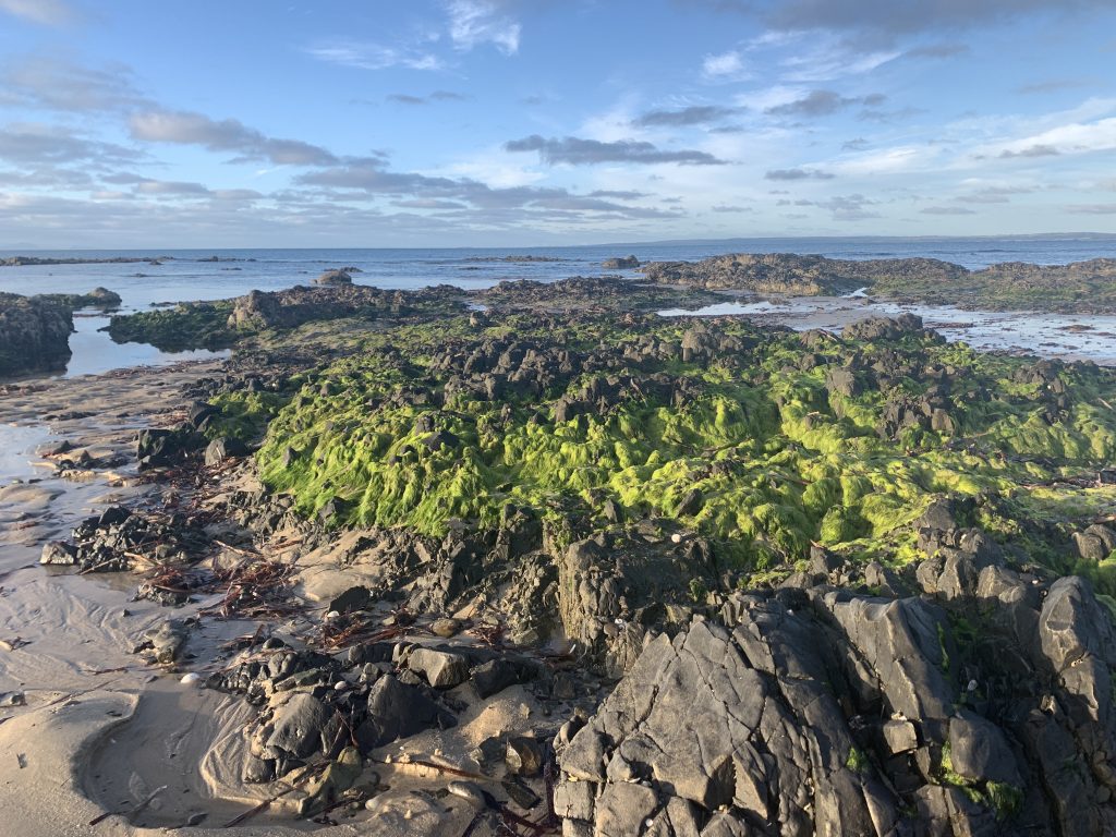 Green lichen at Tomahawk