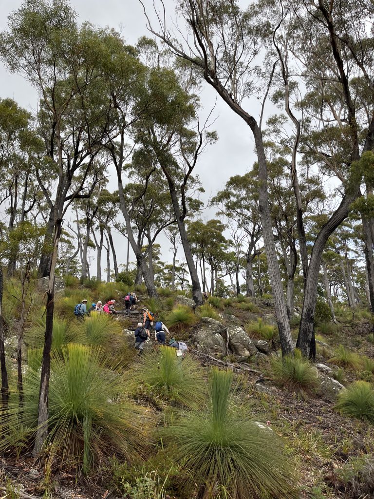 Climbing through Xanthorrhoea (LR)
