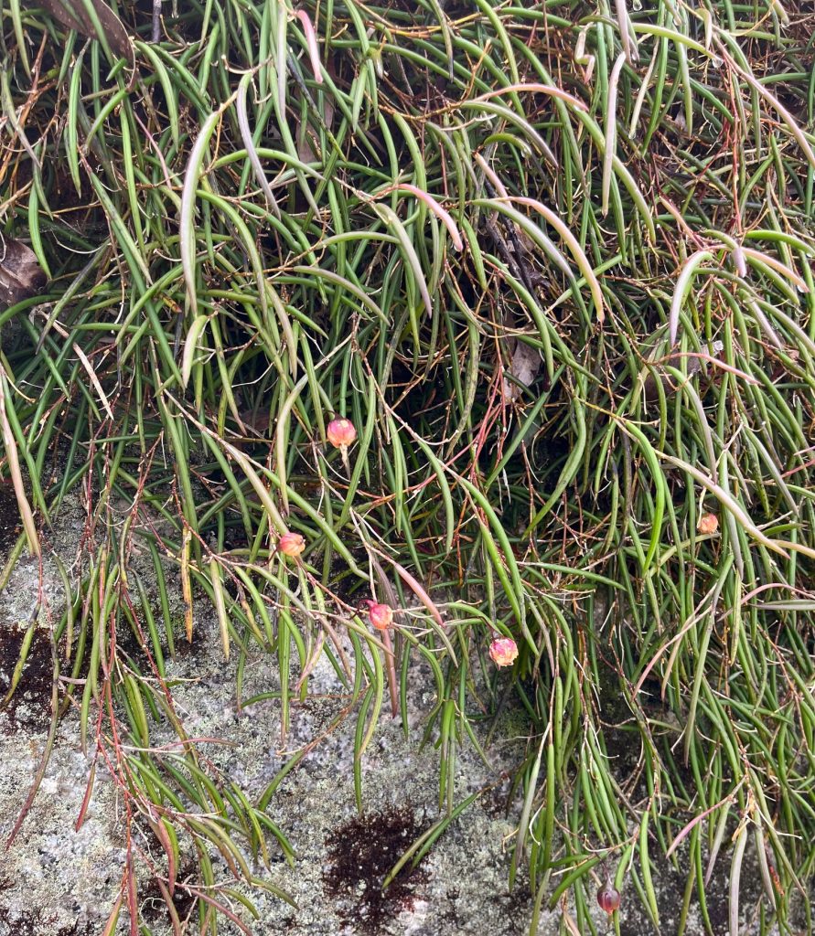 Dockrillia striolata (LR)