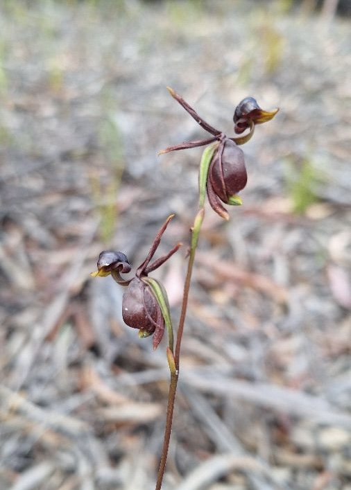 Flying duck orchid (Caleana major)(CB)