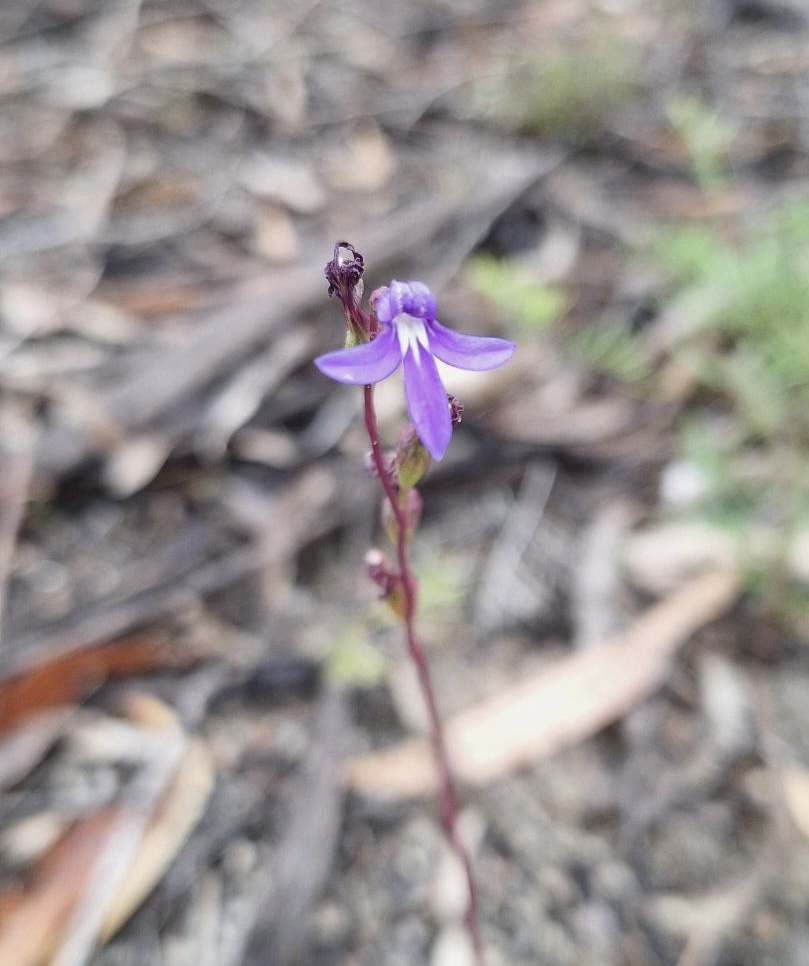 Lobelia gibbosa (CB)