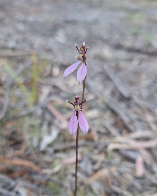 Parsons bands (Eriochilus cucullatus) (CB)