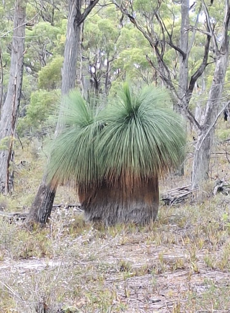 Xanthorrhoea australis (CB)