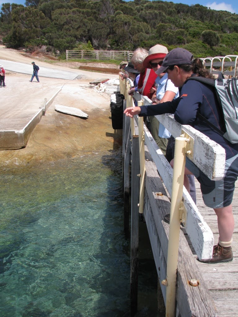 Hanging around jetty, Cape Barren Island (RM)
