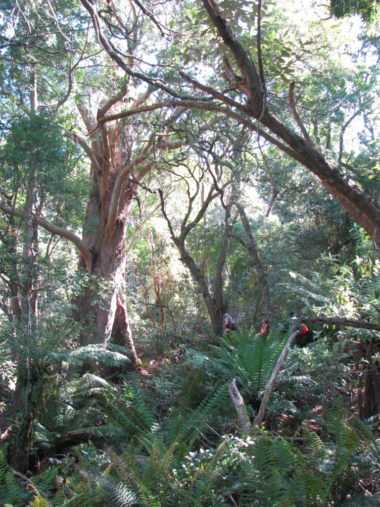 Lush vegetation, eastern fire protected flank of Mt Munro (RM)