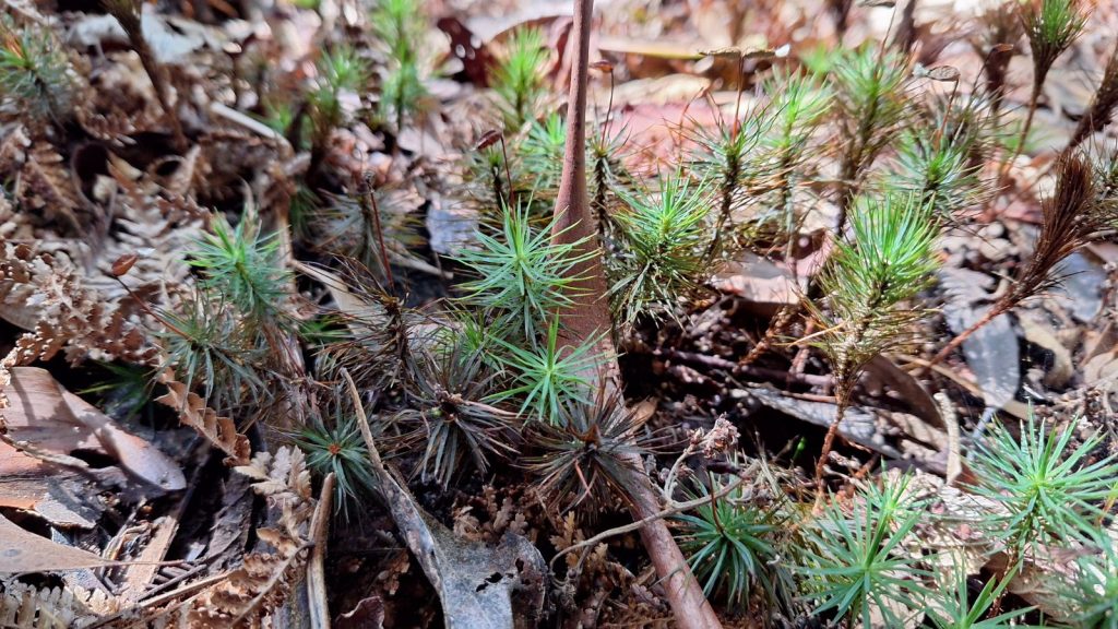 Dawsonia polytrichoides (CB)