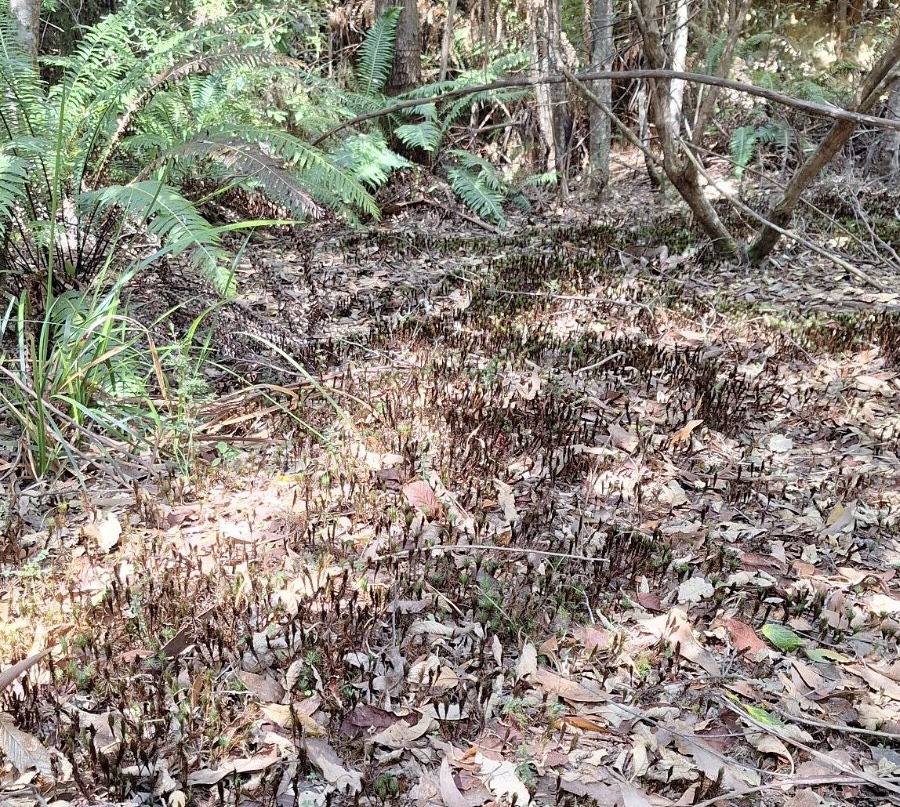 A meadow of Dawsonia polytrichoides (CB)