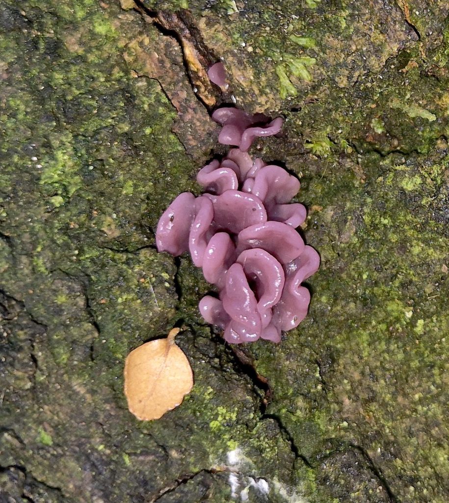 Ascocoryne sarcoides (RC)