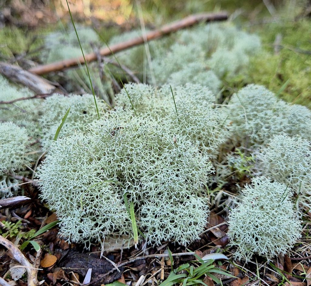 Cladonia (reindeer lichen) (RC)