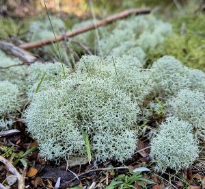 Cladonia (reindeer lichen) (RC)