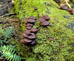 Hypholoma brunneum (RC)