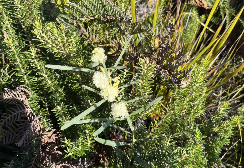 Acacia suaveolens at Waterhouse (LR)