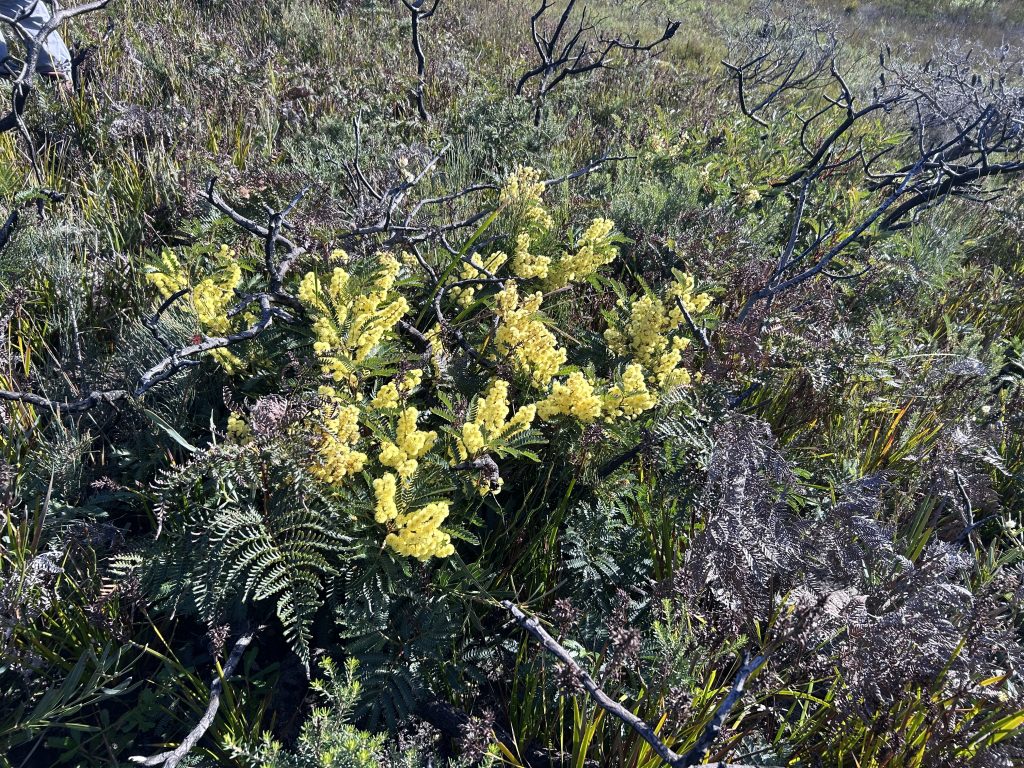 Acacia terminalis at Waterhouse (PR)