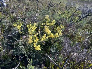Acacia terminalis at Waterhouse (PR)