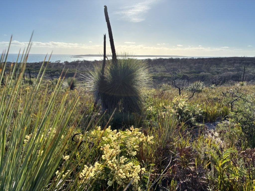 Acacia terminalis and xanthorrhoea.Waterhouse (LG)