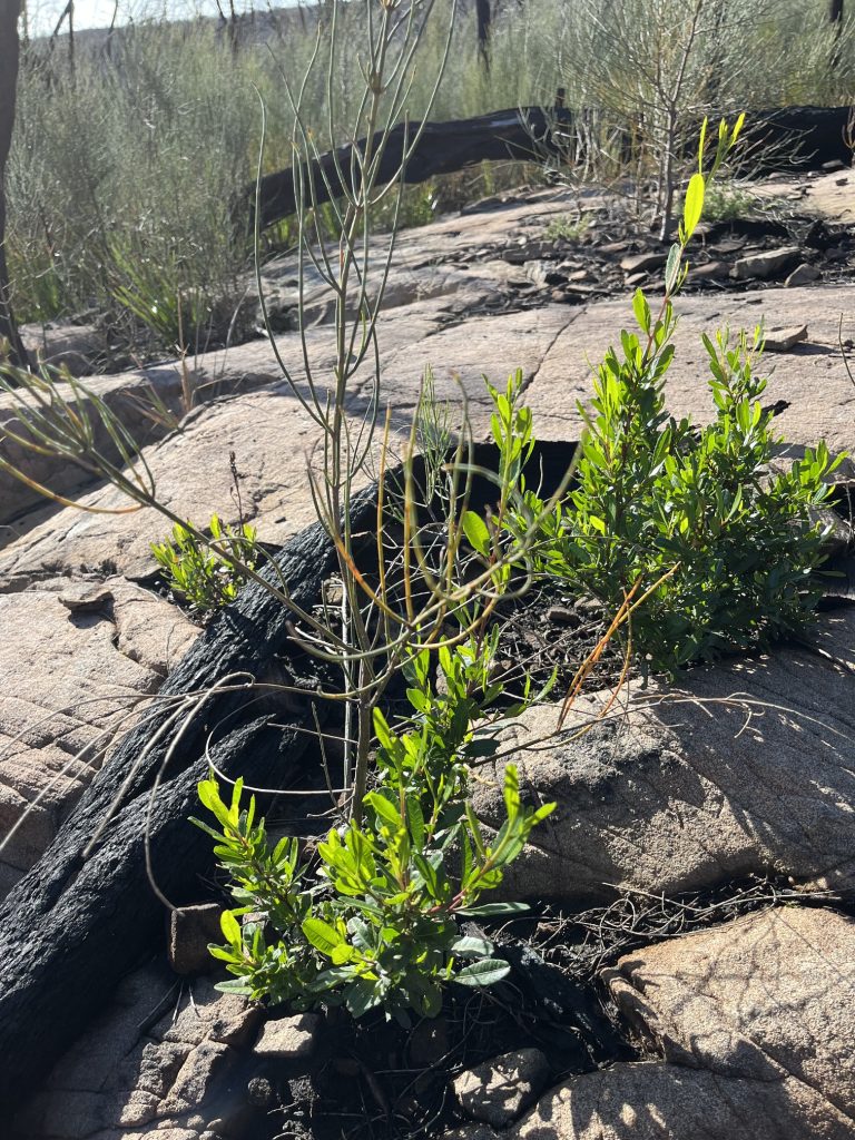 Dodonea viscosa at Waterhouse (LR)