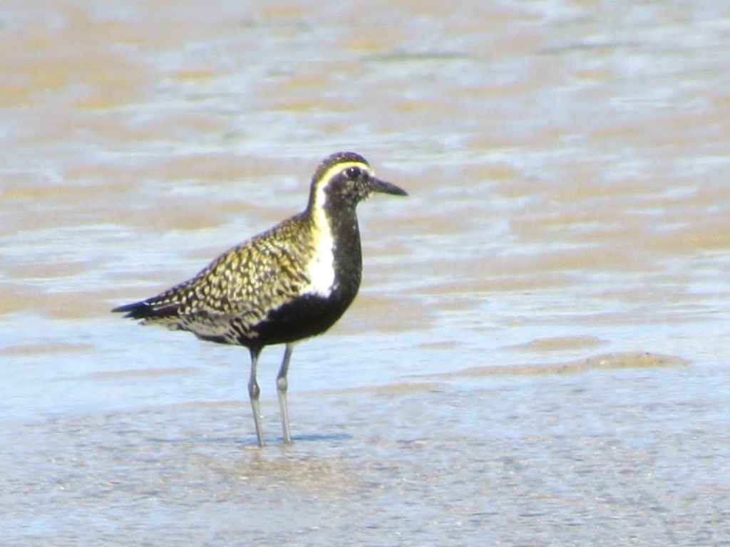 Golden plover